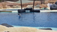 Ein Delfin mit Ball.